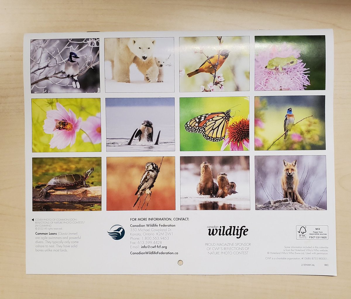 mchln86's tweet photo. Monthly calendar from @CWF_FCF is very pretty! https://t.co/gVCh3vC7G3