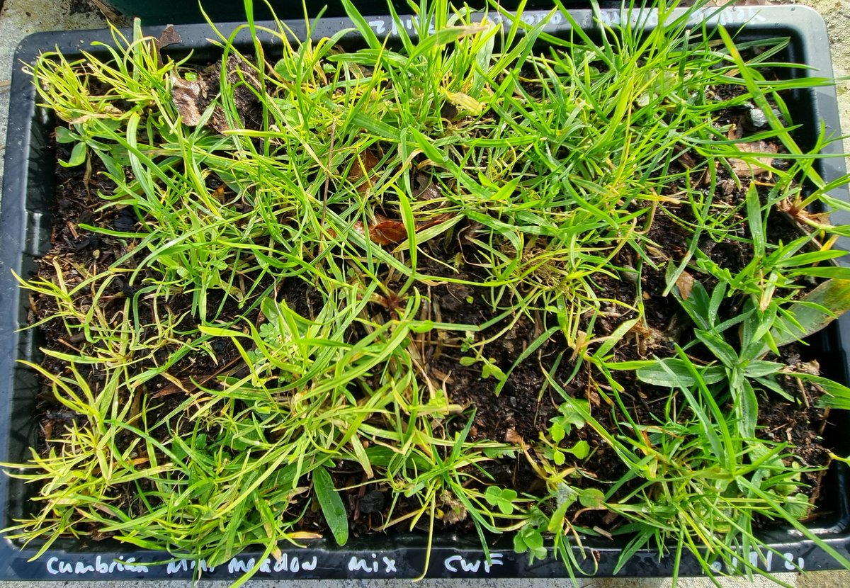AdsmcgA's tweet photo. Back in September I sowed a Cumbrian meadow mix as a test, then added some fresh Yellow Rattle seed and left it outside. Checked on it today and the Yellow Rattle is germinating... very early 🌱
#growwildflowers #GreenPlanet #ifyouknowyouknow #meadowmaker
@cumbriawildlife https://t.co/ccyKQaEdlu
