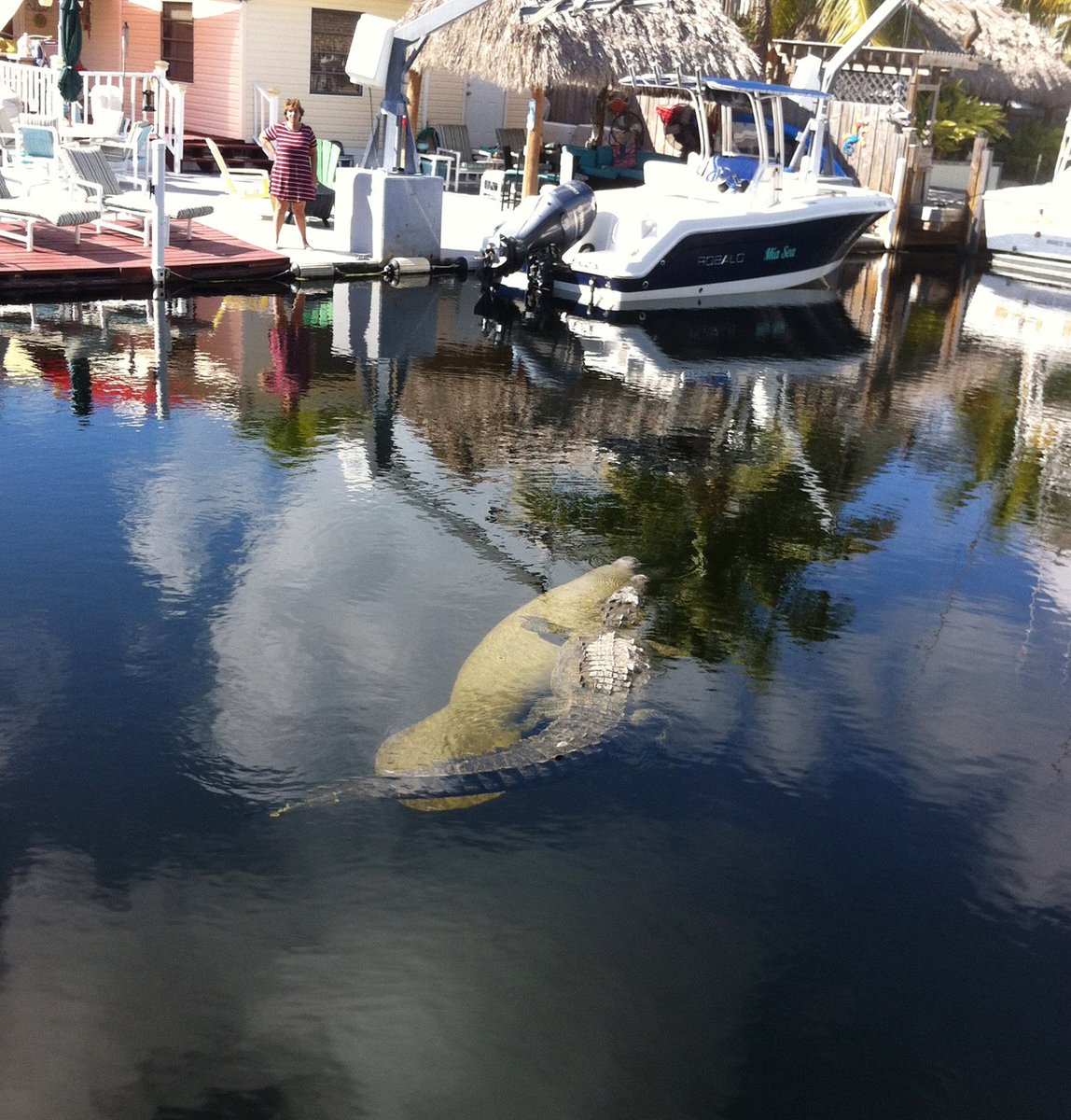 GatorsDaily's tweet photo. the water potato and murder log have been friends since ancient times https://t.co/hEVXXC6IrN