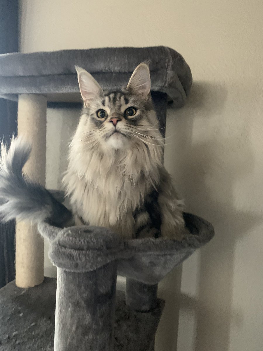 twifyee's tweet image. What he looking at?