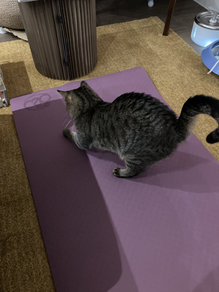 wolso's tweet image. It’s Pilates time! #catpilates