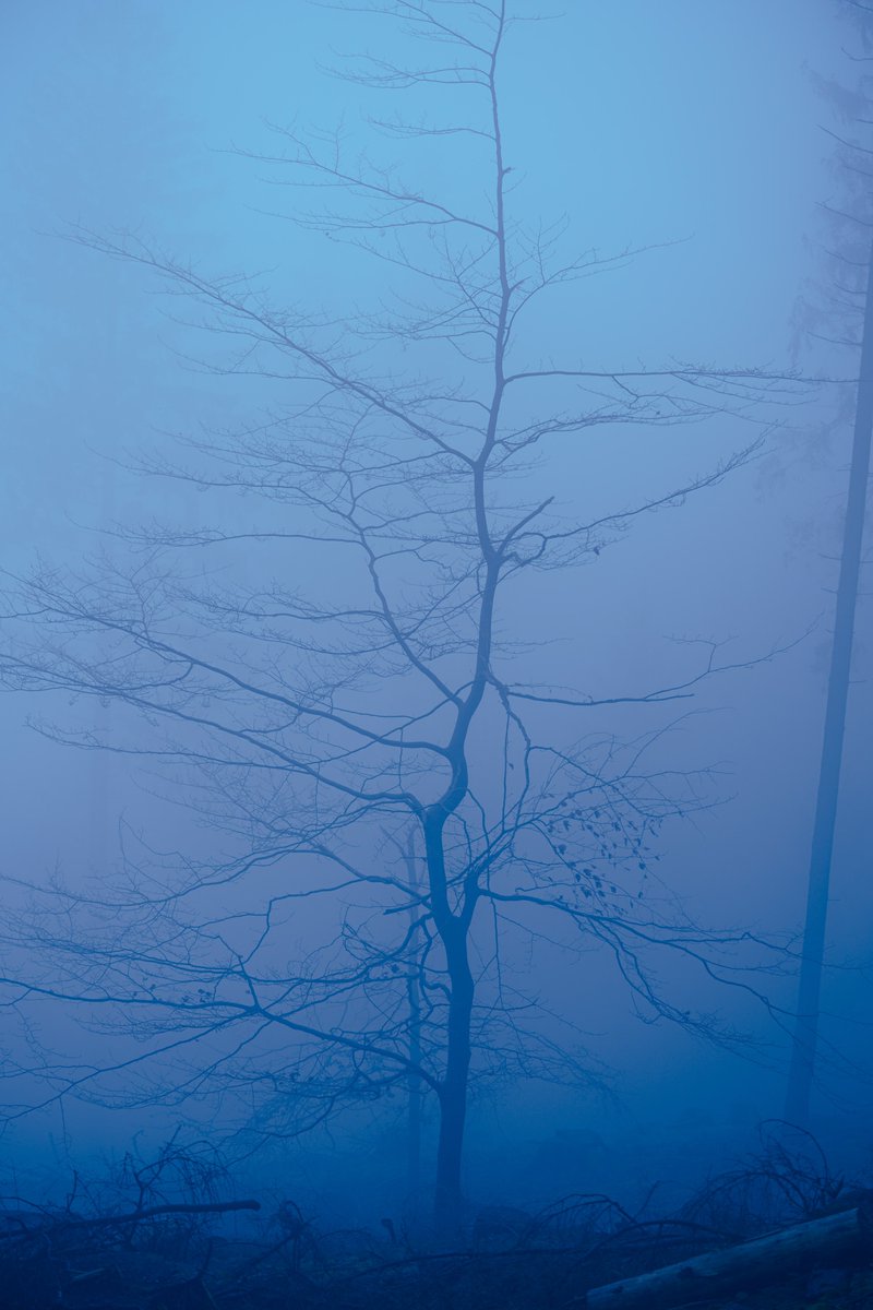 quhl5's tweet photo. Slender.
#NaturePhotography #quhl5 https://t.co/abvEZsiH7Y