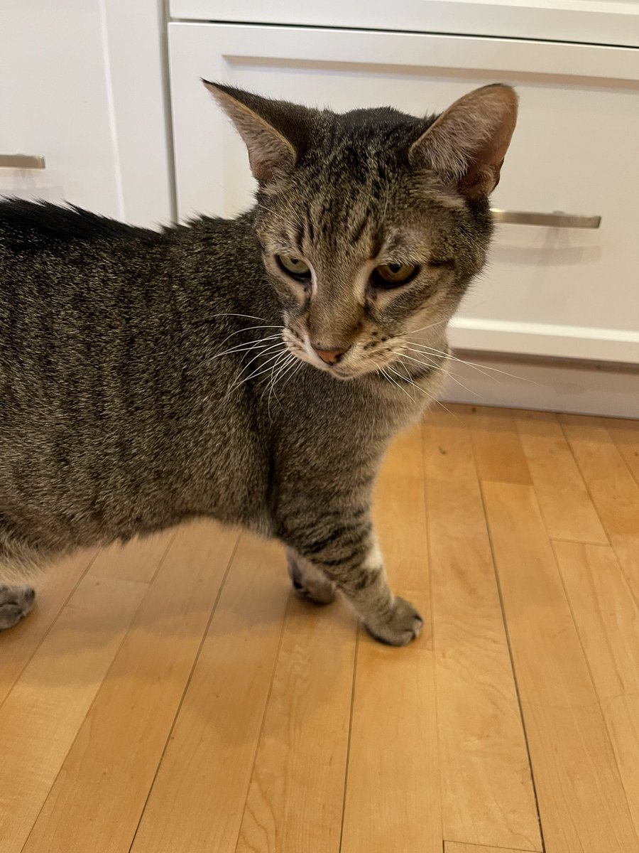 Katie🌻Moussouris (she/her/she-ra/she-hulk) 🪷 tweet media