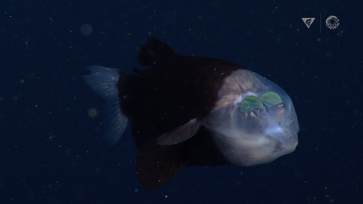 TheLogNewspaper's tweet photo. Bizarre Facts: Deep-sea fish sees through its forehead
https://t.co/TEow1grXt1 #bizarrefacts #barreleyefish #deepseafish #MBARI
Photo Credit: © 2021 MBARI https://t.co/qofnSFg0sv