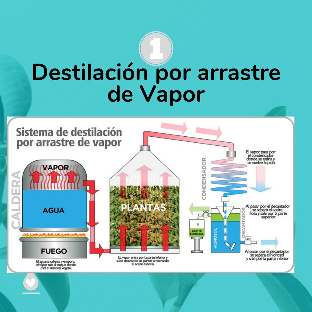 GotasdeVida95's tweet photo. Seguro que la 2da opción la conoces😏 te explico por qué...

Alguna vez sentiste el "zumo" de la #cáscara mientras pelabas una mandarina 🍊 Pues ese #zumo tenía su #AceiteEsencial solo que en una pequeñisima porción 🥰 

Genial, ¿Verdad? 

No te olvides de dar like y compartir ♥ https://t.co/6ErtCcTet2