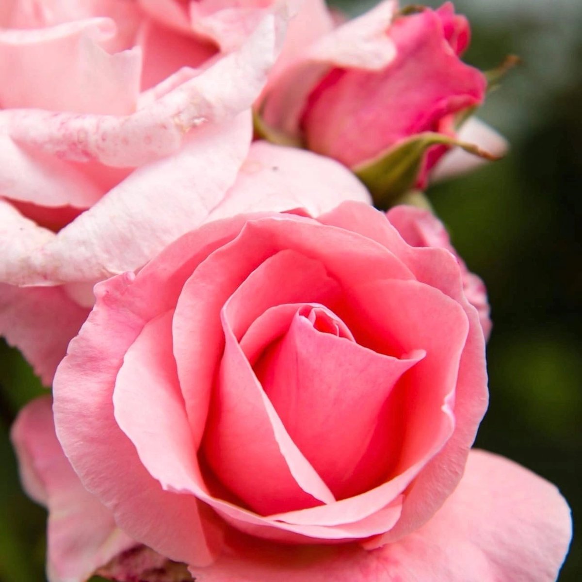 красно бордовые розы. раз цветок. бордовые крупные розы. раз цветок. прекрасные розы.