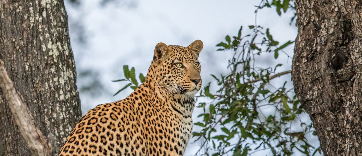 LOVE the way <a href="/wwf_uk/">WWF UK</a> are joining into NFT in order to help the endangered species!