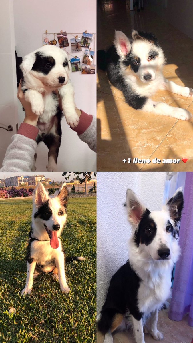 Deliafdezz's tweet photo. Mi niña ha cumplido un añito y quería dejarlo por aquí también 🐶❤️ https://t.co/Rp4zV1fKKG