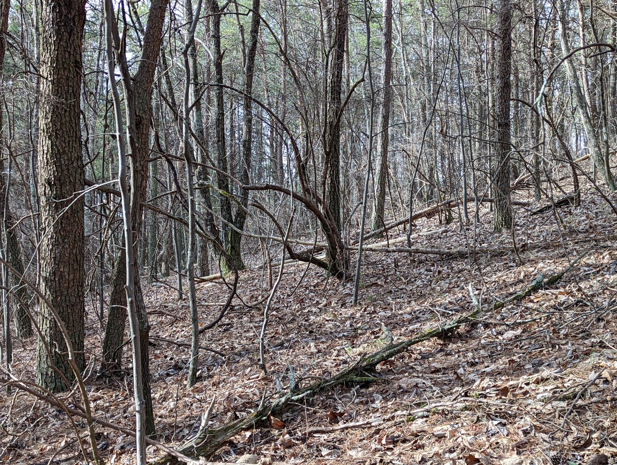 Pat_The_Bald's tweet photo. Pics from this week's short hike. Ankle still hurts like crazy so didn't get as far up the ridge-line as I wanted. #hiking #exploreGA #pinhoti #pinhotitrail https://t.co/Hnhdg5Wy7R
