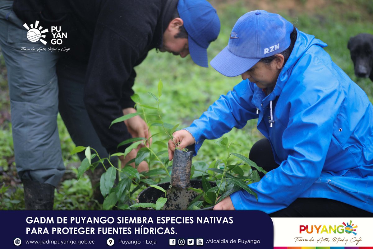 DePuyango's tweet photo. ¡Sembrando agua!💦🍃

@DePuyango a través de la Dirección de Gestión Ambiental, en coordinación con las Juntas de Agua y propietarios de predios, se encuentran trabajando en acciones de protección de las fuentes hídricas abastecedoras de agua con fines de consumo humano. https://t.co/r0jmeqAWnc