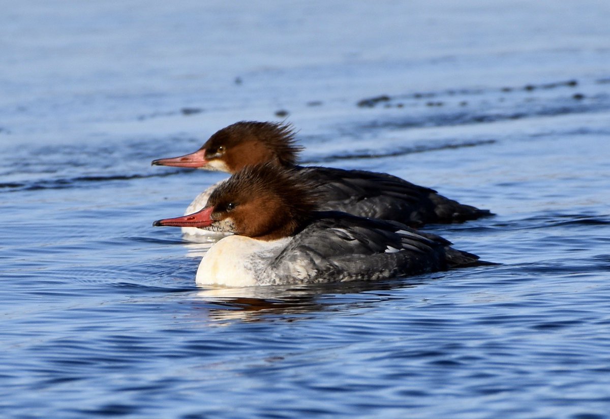 stephwmo's tweet photo. Beauties…
.
#bird #birds #birding #duck #ducks #goose #geese #merganser #commonmerganser #naturephotography #wildlifephotography #birdphotography 
#nature #stephaniessliceoflife #newenglandphotography https://t.co/i9thqbKRvc