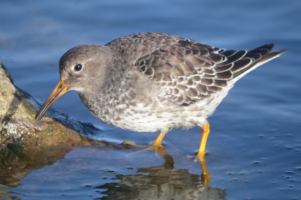SwanwatchUk's tweet photo. A Gorgeous encounter with an Amazing Wader on Saturday feeding in a rockpool at #Beaumaris #Purplesandpiper #Anglessey #Anglesseybirding Just check out my pics the light was perfect and he was not shy or scared, he fact he has a stumpy foot https://t.co/PtnoFGWccT