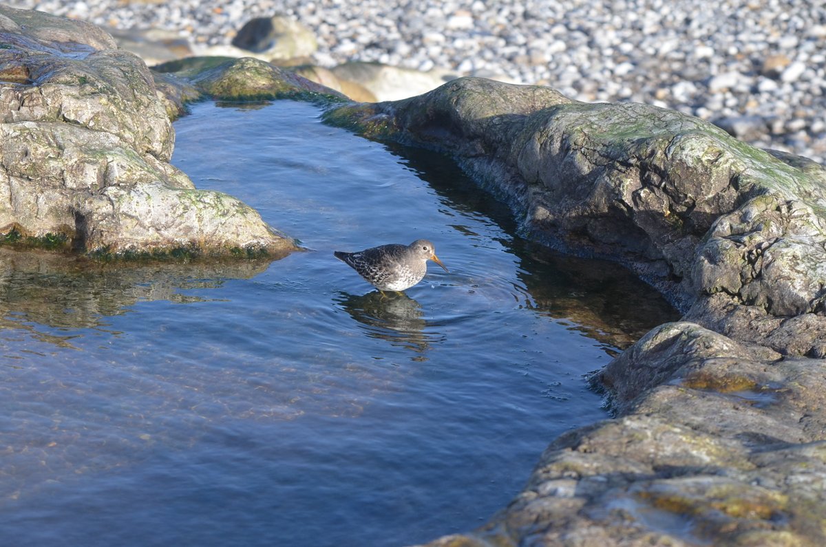SwanwatchUk's tweet photo. A Gorgeous encounter with an Amazing Wader on Saturday feeding in a rockpool at #Beaumaris #Purplesandpiper #Anglessey #Anglesseybirding Just check out my pics the light was perfect and he was not shy or scared, he fact he has a stumpy foot https://t.co/PtnoFGWccT