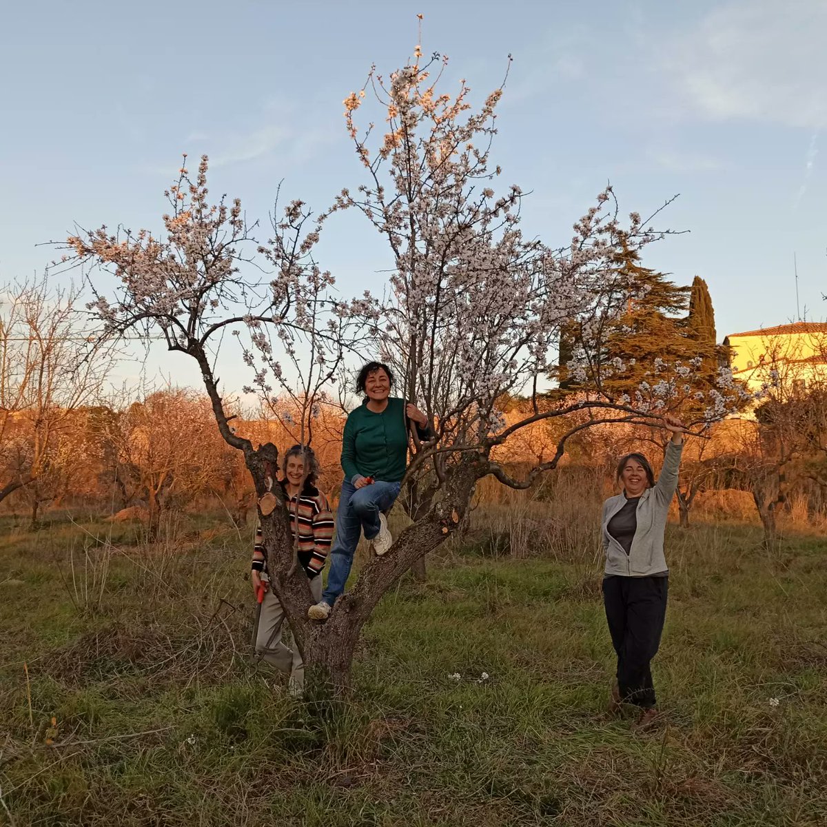 CanCarner's tweet photo. Tarda vespre de poda dels ametllers. Llums que tot ho tenyeixen i dones que fan créixer més fortes les branques.
#ArrelemCanCarner #CanCarner #CastellarDelVallès
#CanCargol #comelvallèsnohihares https://t.co/Z18DB4vL9o