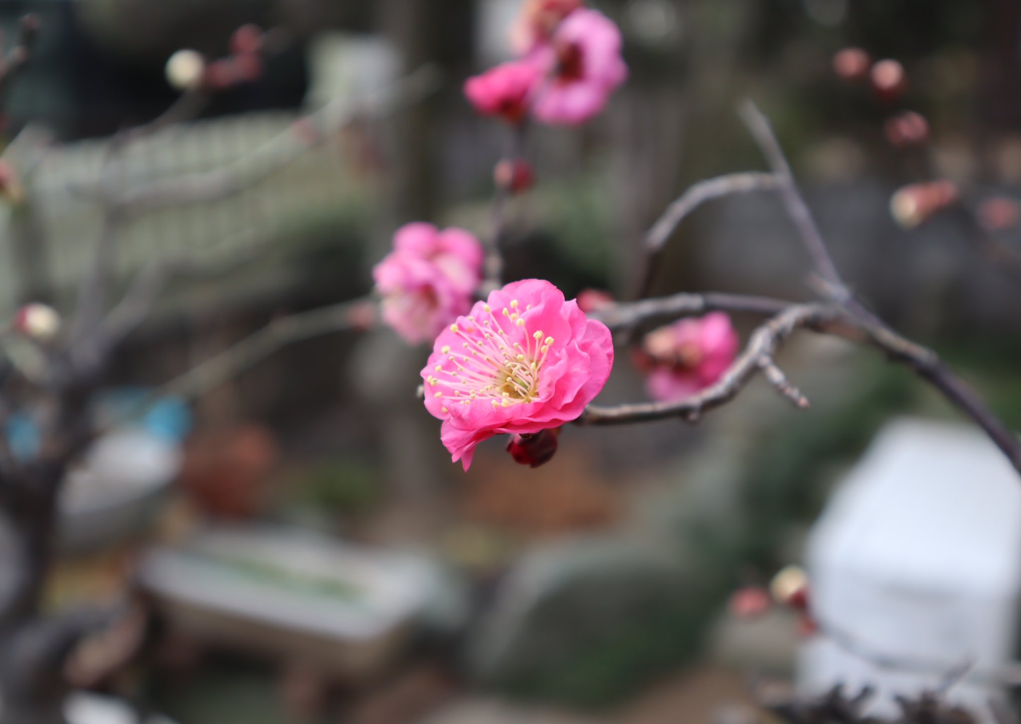 Br Good Morning Plums In The Harsh Cold Only Withstand Pretty And Fragrant Flowers Are Beautifully I Wish You All A