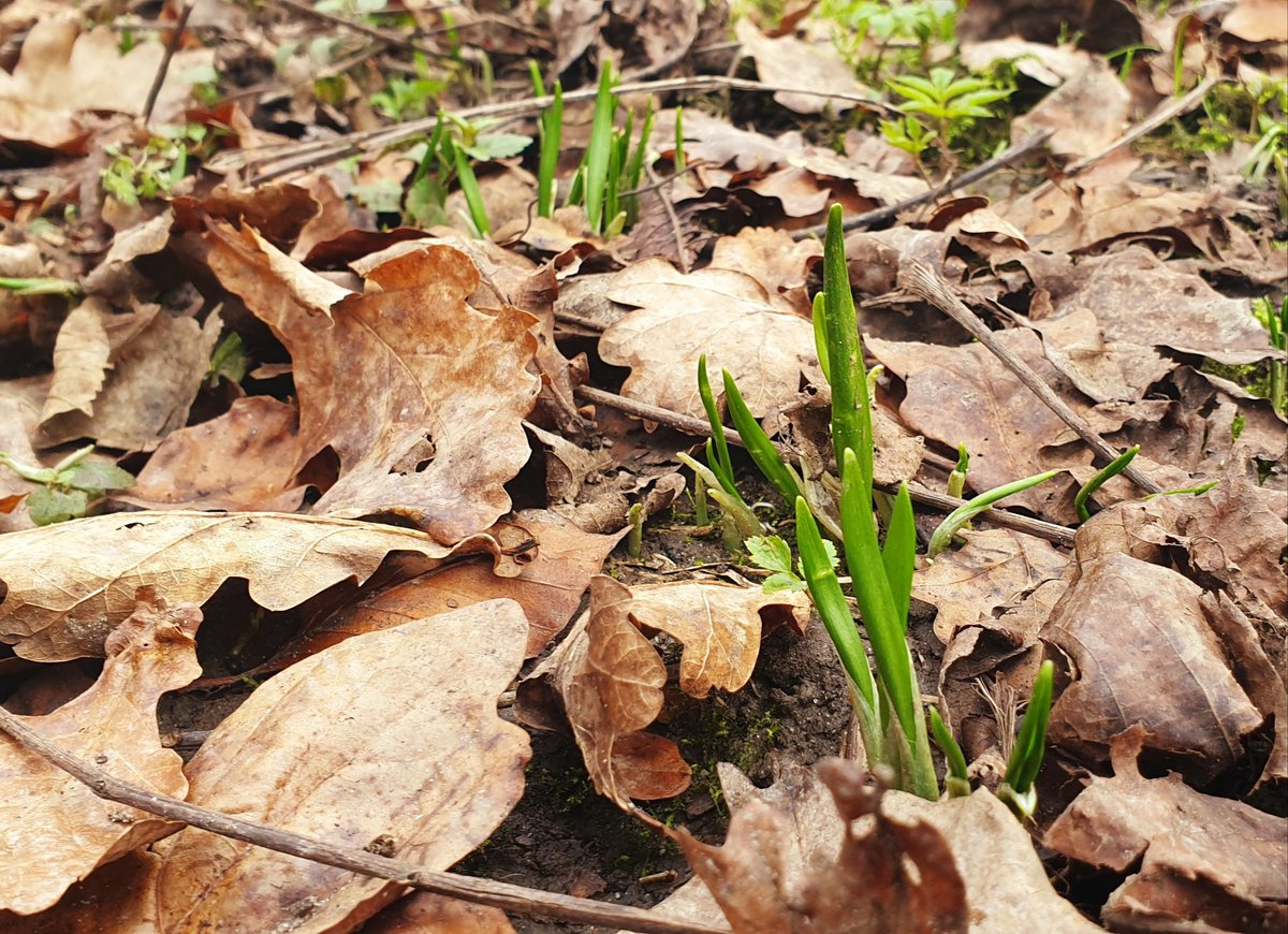 #wildgarlic is on its way! 😋 #signsofspring #wildgarlicpesto