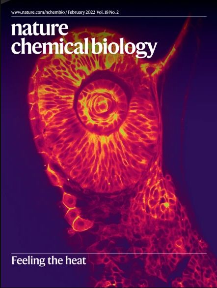 Nature Chemical Biology (@nchembio) on Twitter photo The cover of our February issue (nature.com/nchembio/volum…) provided by <a href="/BugajLab/">Lukasz Bugaj</a> depicts a zebrafish embryo expressing a fluorescent fusion of the optogenetic protein BcLOV4, whose activity responds to both light temperature, as described in nature.com/articles/s4158…. The cover of our February issue (nature.com/nchembio/volum…) provided by <a href="/BugajLab/">Lukasz Bugaj</a> depicts a zebrafish embryo expressing a fluorescent fusion of the optogenetic protein BcLOV4, whose activity responds to both light temperature, as described in nature.com/articles/s4158….