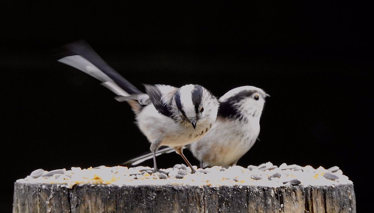Finally captured these lightning - fast sweet cute beauties Long tailed Tits 
In our backyard - For the first time this year
Aegithalos caudatus

#LongTailedTit 
#birds 
#ThePhotoHour
<a href="/volgdenatuur/">volg de natuur</a> 
@denatuurin_nl 
#vogels
#staartmees
#aegithaloscaudatus
#gardenbirds
#FotoRshot
