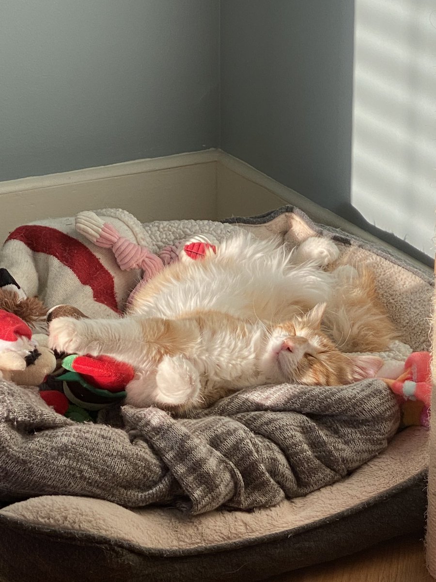 _kjune's tweet photo. Her pose gets me 😂 she’s so adorable 🥰 https://t.co/MdsHeksD5L