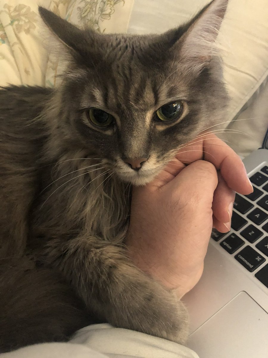 HamiltonMal7's tweet photo. @CarrieHFletcher Sending you love and cat pictures! https://t.co/ktDPrTO24p
