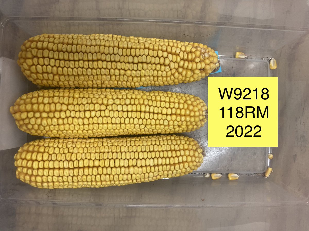 Devin Nichols tweet media