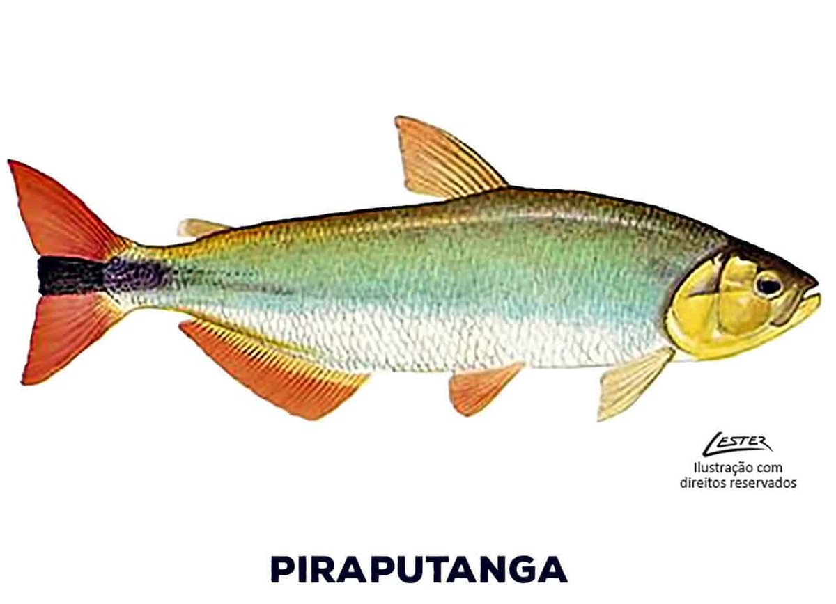 FodasPeixes's tweet photo. Peixe foda #950 - Piratanta https://t.co/fQzBBfpMoD