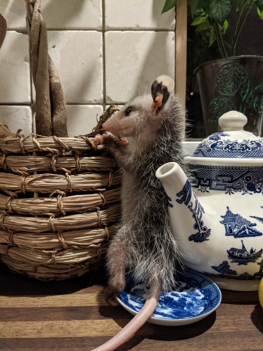 Possumeveryhour.io (@possumeveryhour) on Twitter photo 