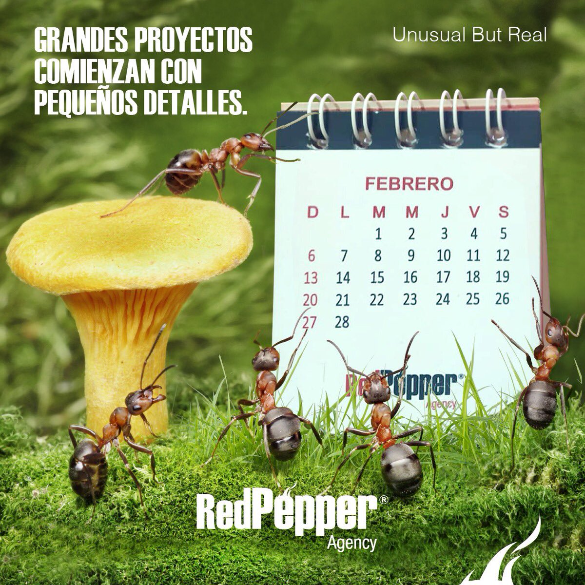 RedPepperAgency's tweet photo. El tiempo que viene tiene que caber en nuestra mano. #UnusualButReal 🌶🌶🌶 https://t.co/M0kjp88nwP