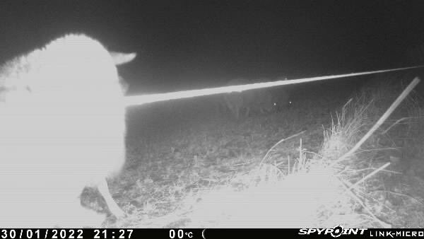 farmer_just's tweet photo. 🐑⚡️🐑 No idea what the sheep were up to during the stormy weather last night, but that’s an electric wire 🤨 #Sheeping #Mischief
p.s. forgot to pick up the trail cam before the sheep moved in, luckily 😂 https://t.co/whJfgKrMXT