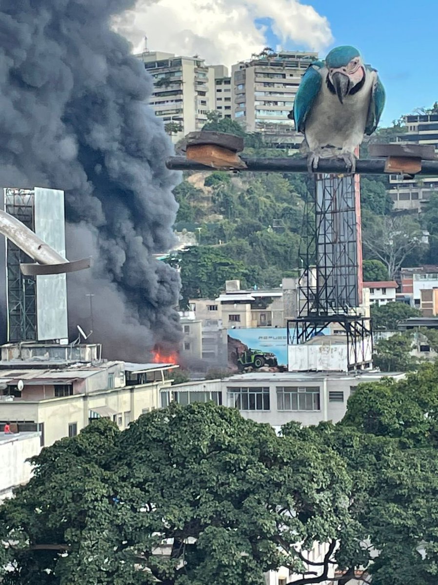 CarolSilvaV's tweet photo. Mi mamรก: Carolina mira las fotos que te mandรฉ, hay algo incendiรกndose.
Las fotos: https://t.co/YhhG9Sz9iI