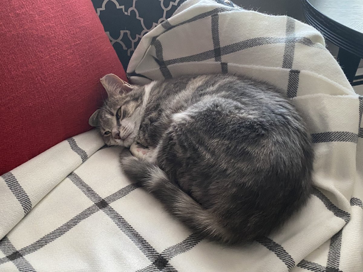 K_Tudisco's tweet photo. The many sleeping positions of Wheezie the cat now living a pampered life! #rescuecat #Feral #CatsOfTwitter https://t.co/EFopm10m8Y