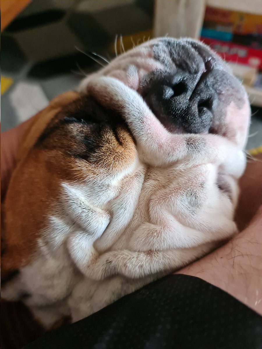 Lola_n_Peggy's tweet photo. Giving Dad the big loves. He has a very sore leg, I like to gently rub up against it and give him a cuddle. I make the big snuffles and snorts when he scritches behind my ears 😍 That's the trade off 🤣❤🥰 sending everyone a Peg-cuddle and a big Peggy Snort 🥰😍 https://t.co/OXl6UNyhf5