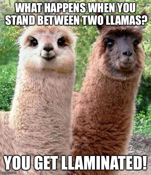 ThChilluminati's tweet photo. @MoodyLlamasClub is starting a meme contest on #Discord !!! Join NOW the server and show us why your meme should get a #moodyllamaNFT for FREE!

#memecontest ends on 28th February!

🎁: X3 MoodyLLamas NFTs 🦙🦙🦙

I go first! 🤣
#nft #nftcommunity #nftcontest #nftgiveaway https://t.co/YMjoDe2aoJ