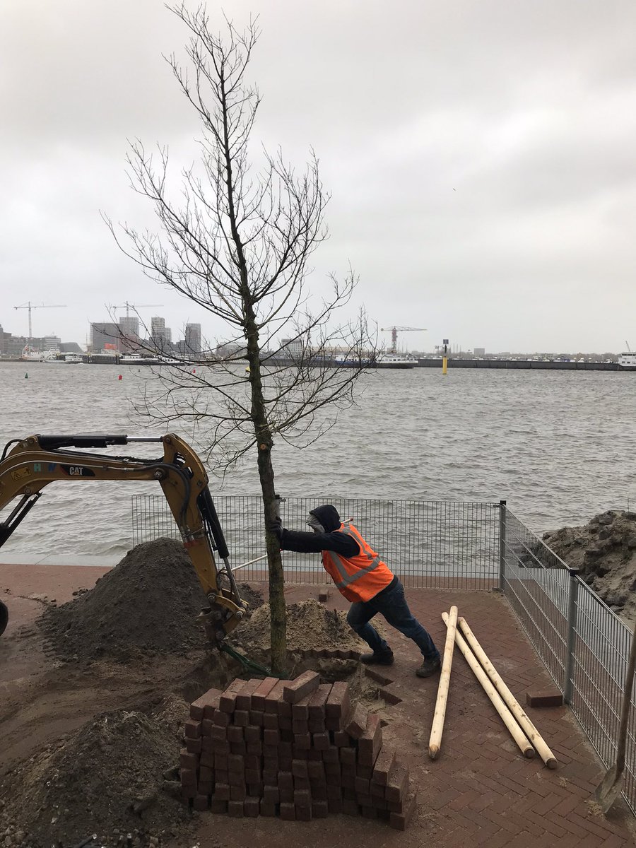 mereldev's tweet photo. Van alle dagen koos de gemeente @AmsterdamNL voor vandaag om de boom voor ons raam te planten, met windkracht 10 door haar jonge kruin. Het was afwachten of ze er meteen vandoor zou gaan in ‘t IJ en of de graafmachine overeind bleef staan. We noemen haar natuurlijk Corrie. https://t.co/BUyMTVUMlM