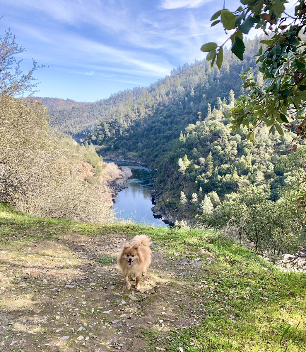 Diane_Y's tweet photo. Perfect day on the trails! #hikewithdogs #hikewithfriends #AuburnCa #NaturePhotography https://t.co/3rQjuzUnHm
