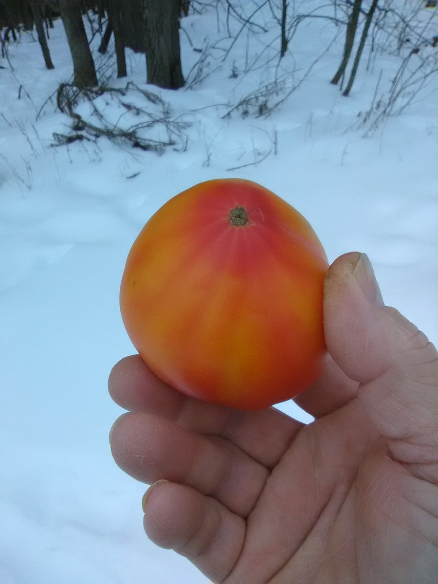 CGardenChannel's tweet photo. First tomato harvested in 2022. Mr Stripey heirloom tomato harvested out of the old greenhouse. #Tomato #greenhouse #growyourown #Pennsylvania #vegetables https://t.co/mdrLbeaUWu