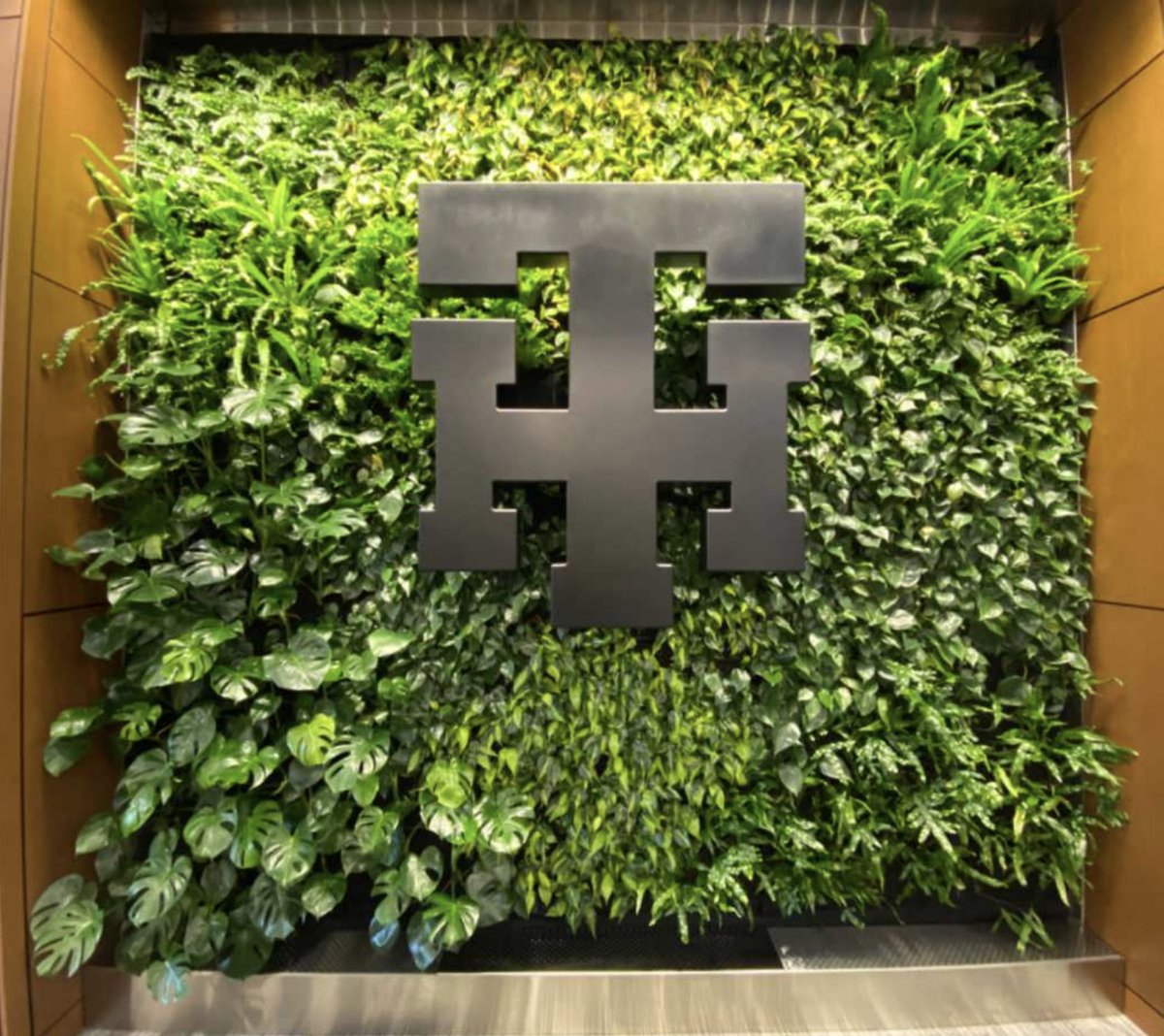 FurbishGreen's tweet photo. Here's a look at the growth in our BioWall installation at @towerhillschool. It's lush kangaroo ferns and philodendron vines are really starting to fill out. We're looking forward to seeing the continued growth both in this wall, and in the bright minds at TH. #biowall https://t.co/aRRl6xNow9