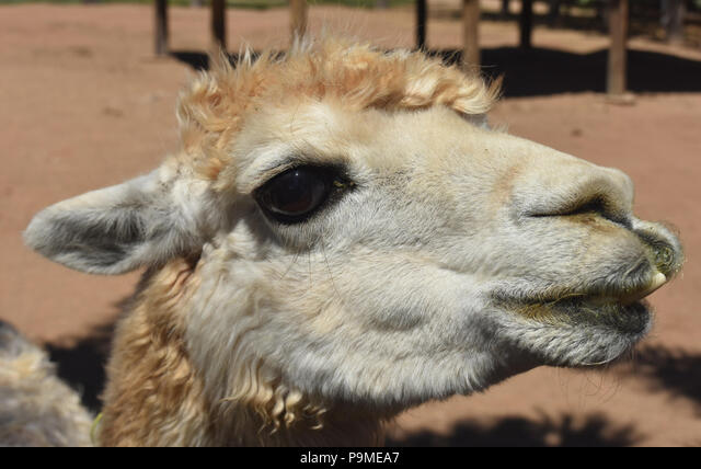 CryptoStefTA's tweet photo. Got to shill this with @carlmoon face for @AlpacaFinance on @MarketMoveAI score of 100%. Hey fellow alpacas what's your best fluffy face...
Here's mine #FluffyNation
https://t.co/kqGepR87Yq https://t.co/nDWgf6VXlT