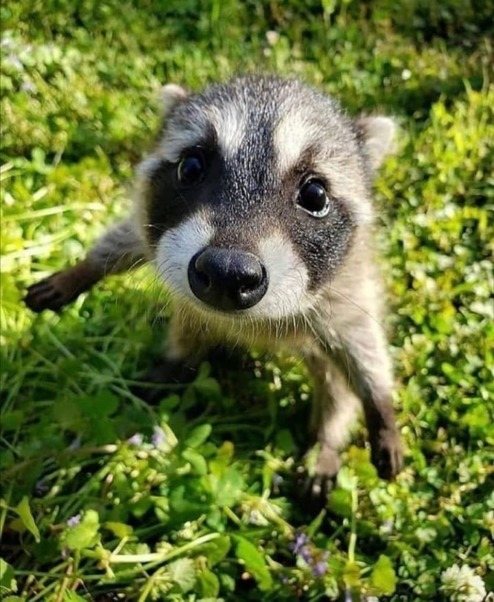 raccoonhourly's tweet photo. https://t.co/pNapqtLolK