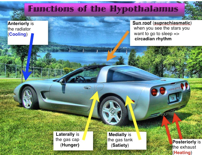 joshmcgoo's tweet photo. Hypothalamus is just a car (not my image) https://t.co/WPTxi7kxPW
