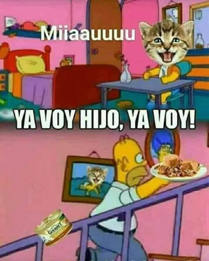 Si soy jajaja
Y se que tú también 
#catlover