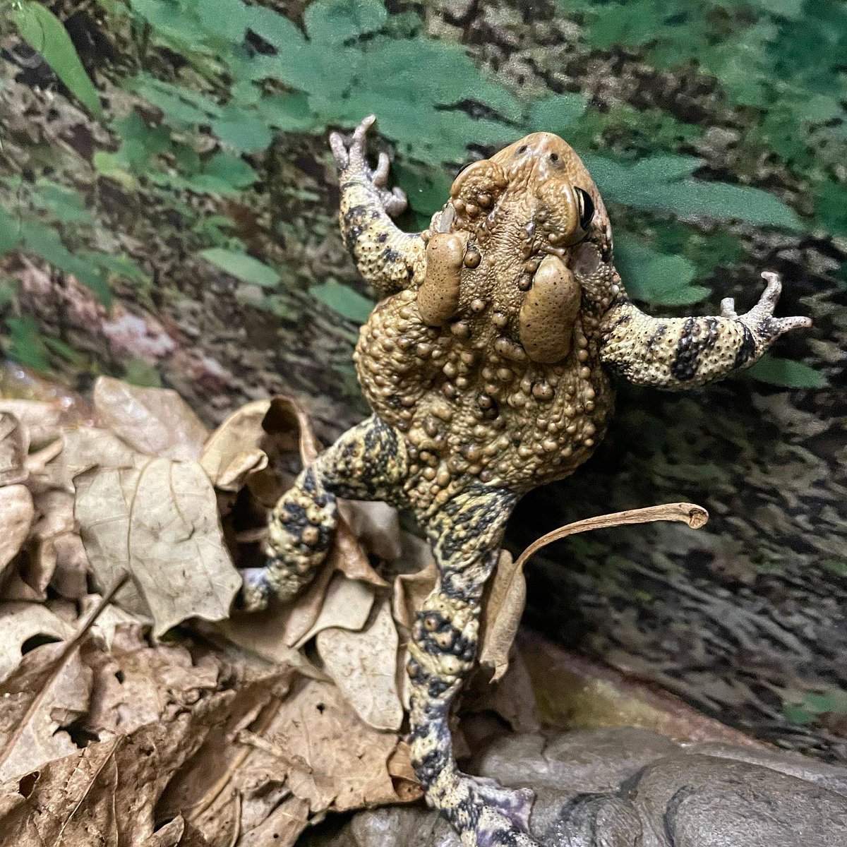 Pro Tip: Daily #stretching keeps your muscles flexible and strong and should be a part of your toadal #fitness plan in 2022 🐸 💪🏻

#Toad #Frog #Wildlife