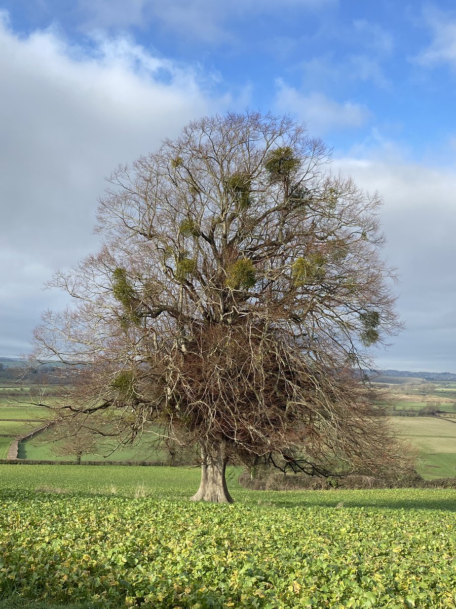 Commanding a view to the #Somerset Levels this common lime is full of #mistletoe and a muddle of shoots. Nevertheless it’s a very impressive #tree