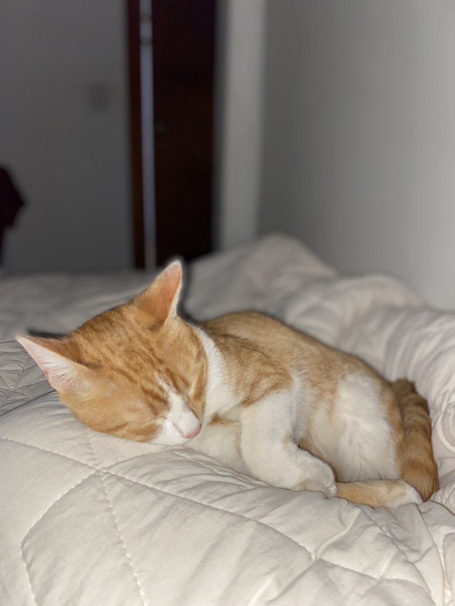 Cats (@mycatsssss) on Twitter photo 