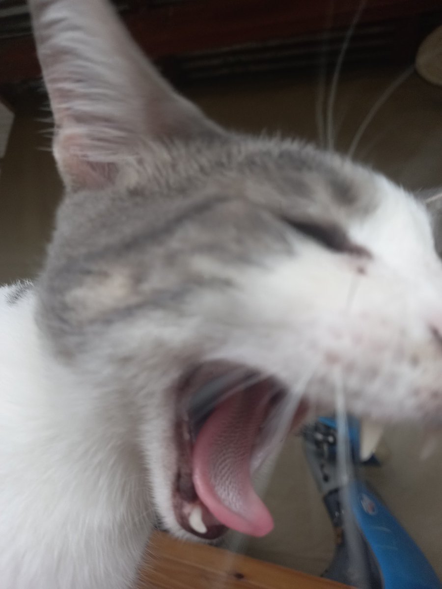 rominal_'s tweet photo. testranio rata filha da puta https://t.co/Va2nhmVbYu