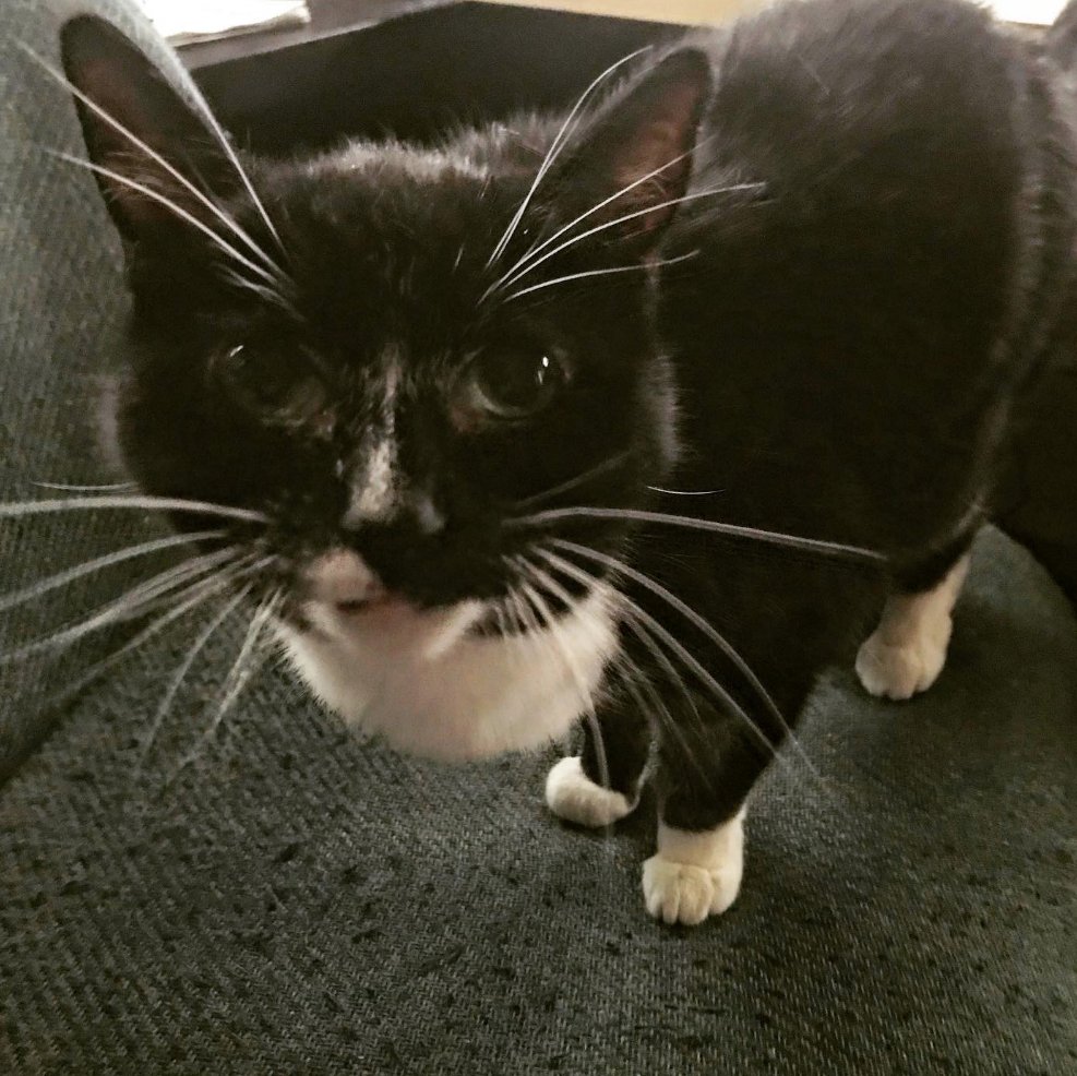 ProjektRecords's tweet photo. The kitty comes into my office every few hours, rubs her head against things, steals my chair, and asks me if i have something better to do than stare at this illuminated window. #NovaKitty #ProjektKitty https://t.co/FGP0QawRle