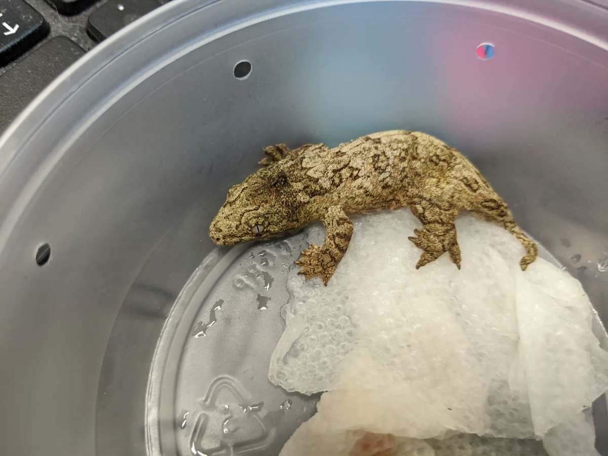 Curious Creatures LLC tweet media