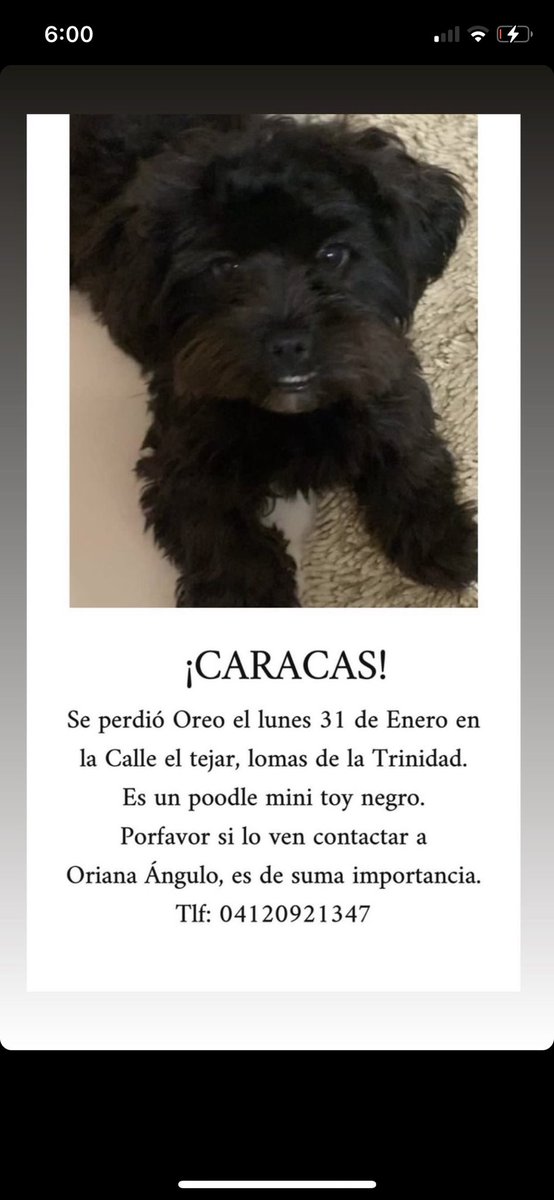 MaVaGV's tweet image. @apoyocanino @MASCOTASDECALLE Por favor RT urgente ! Ayúdame a encontrar a Oreo . #URGENTE #Caracas #ATENCION #Ayuda