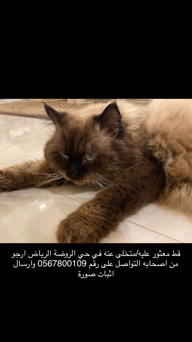 Ksf_88's tweet photo. قط معثور عليه / متخلى عنه في حي الروضة الرياض ارجو من اصحابه التواصل معي وارسال اثبات صورة لاستلامه #قطط_مفقودة #قطط_الرياض #تبنى_لاتشتري @RiyadhCats @TbnaaCats @adoptdontshopl @rt_10000000 https://t.co/Ah0Pk2I6BE