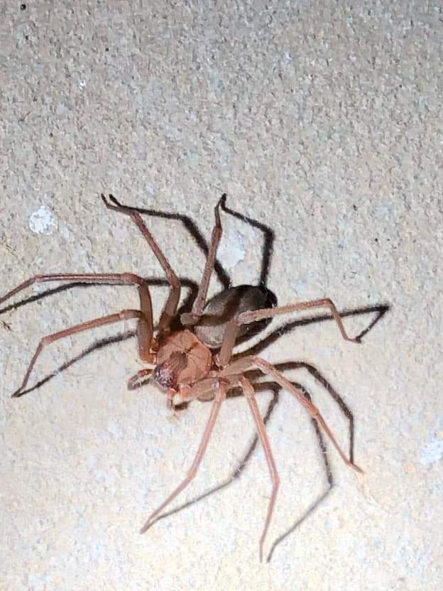 Mortons Pest Control (@mortonspc) on Twitter photo 